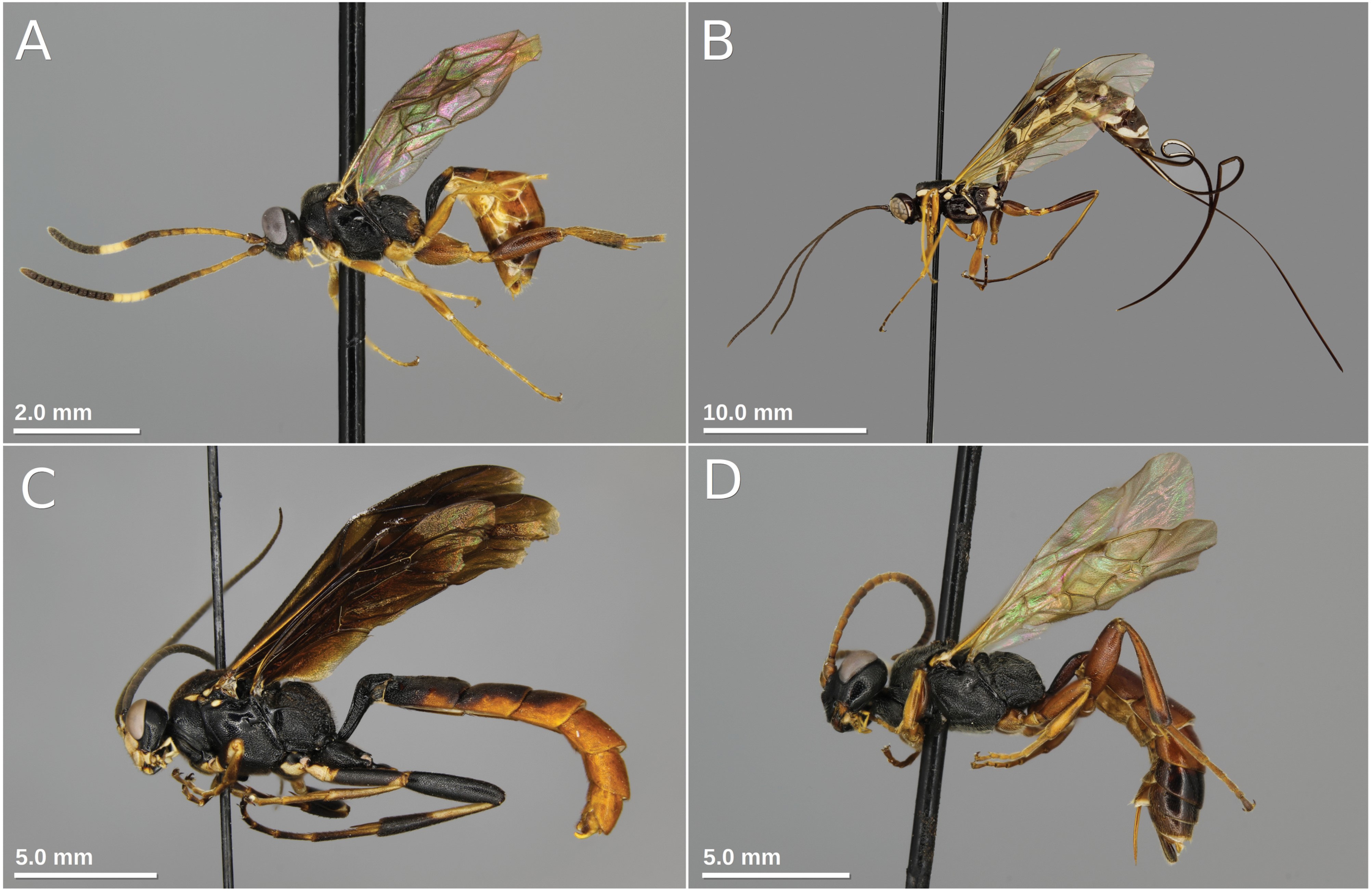 A compilation of four different wasp species, each pinned and photographed in front of a gray background. Image A shows a wasp with yellow and black coloration. Image B presents a wasp with extended antennae and legs. Image C features a wasp with a prominent orange abdominal segment. Image D depicts a wasp with more subdued orange and black colors.