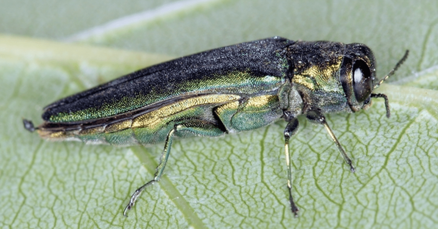 A close-up image of an Emerald Ash Borer beetle on a green leaf. The beetle has a metallic green body with a shiny appearance. Its legs and antennae are visible, and the texture of the leaf can be seen clearly in the background.