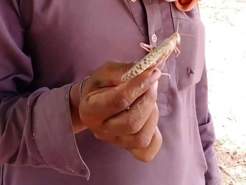 Man holds a large locust between forefinger and thumb in a village near Hyderabad