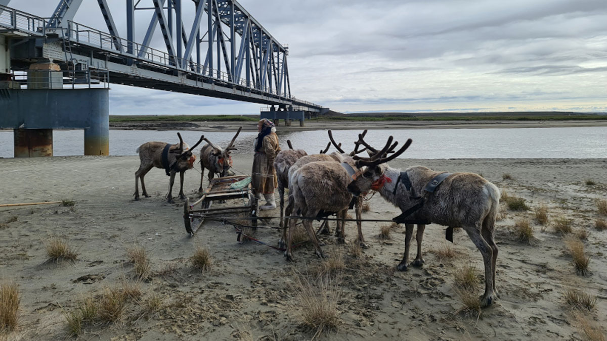 An Indigenous person stands by a sled, facing away from the camera and surrounded by a half dozen reindeer. In the background, a large metal bridge stretches over a river.