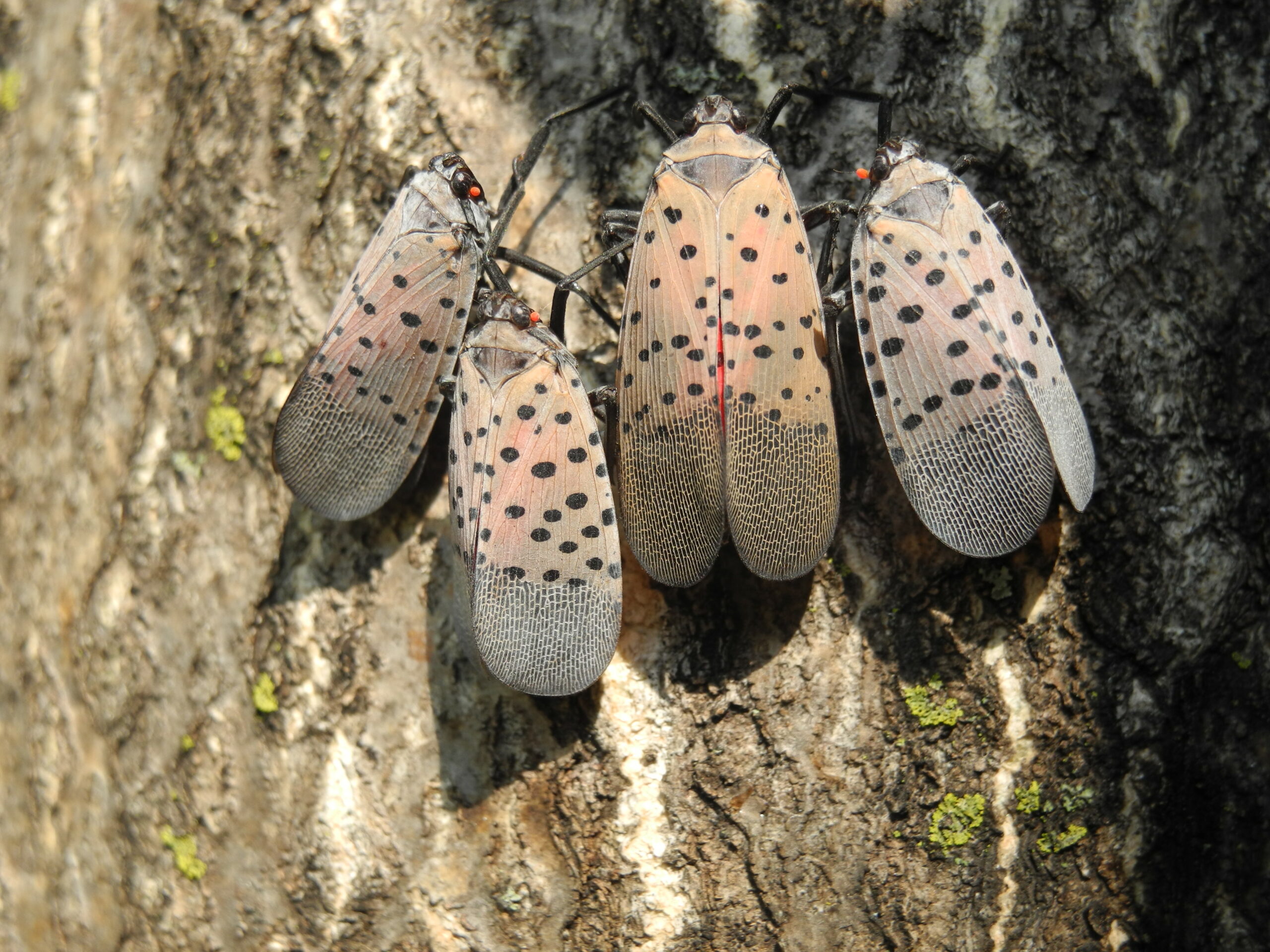 Spotted lanternflies worsened by higher temperatures.  Here’s how to get rid of them 