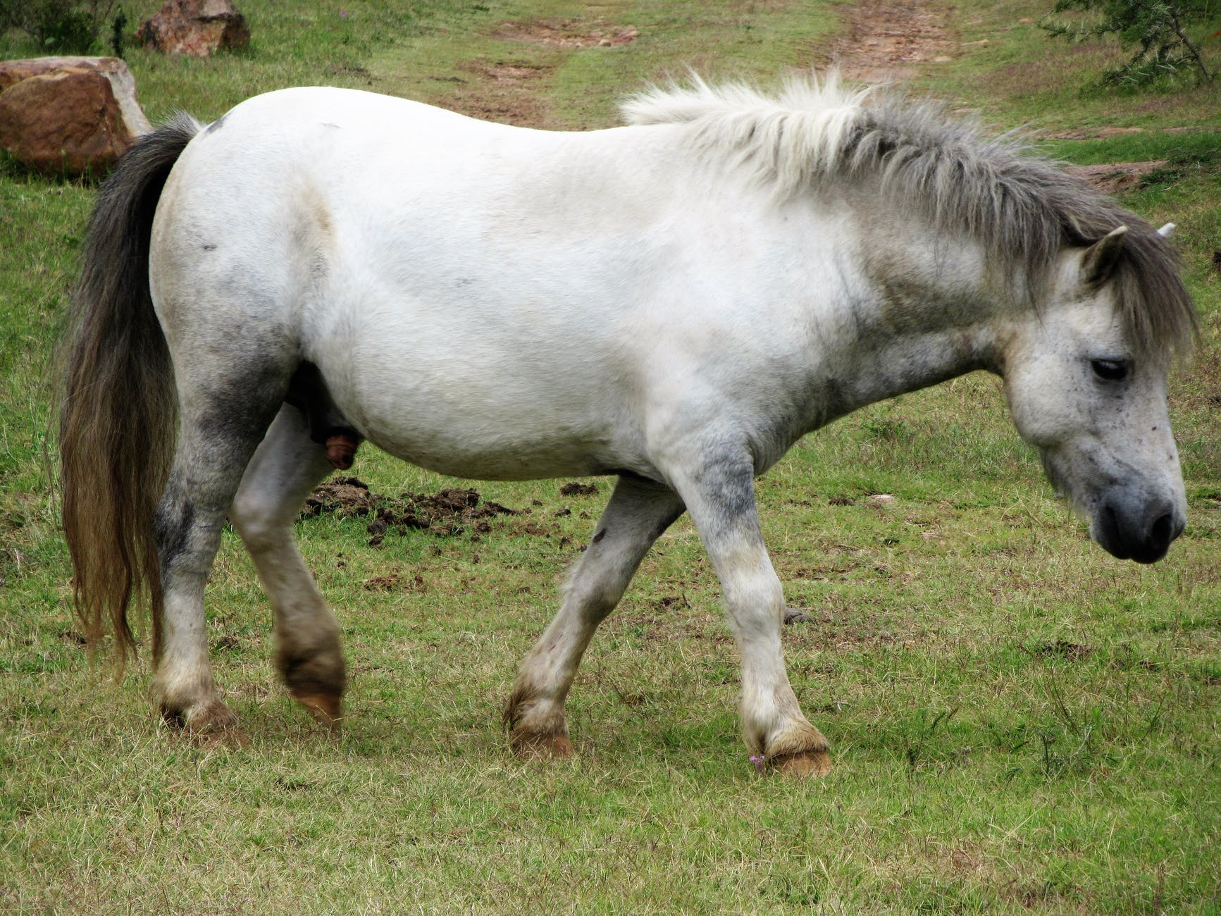 Why You Should Consider A Feed Balancer For Your Horse Equipepper
