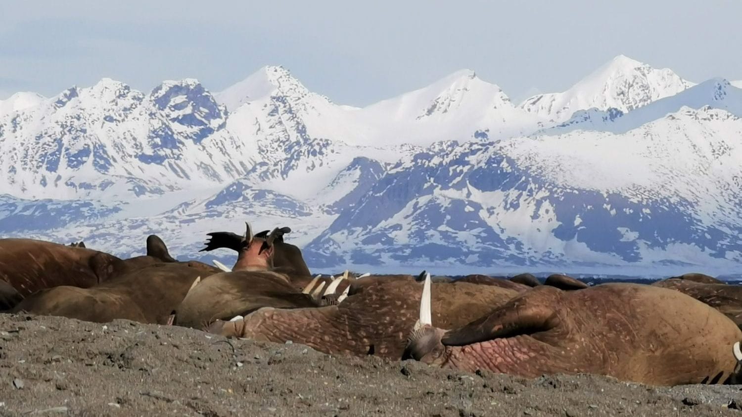 Wild walrus colony at Prins Karls Forland