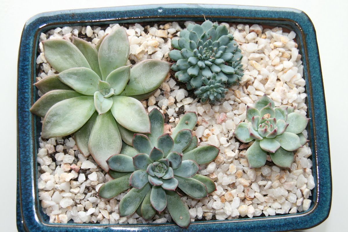 Comment Arroser Les Plantes Grasses Et Les Succulentes