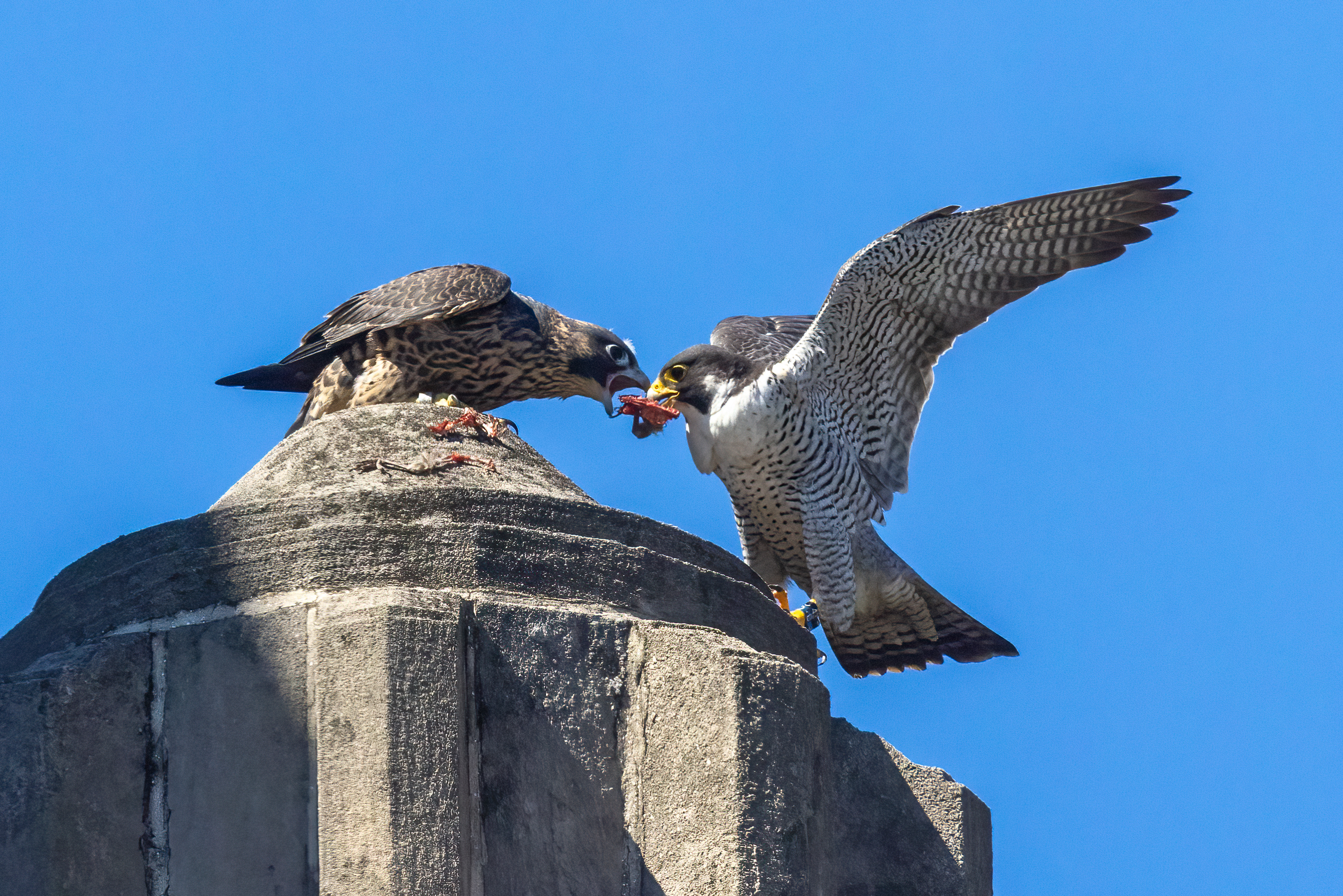 Newly hatched peregrine falcons take tricky first flights  