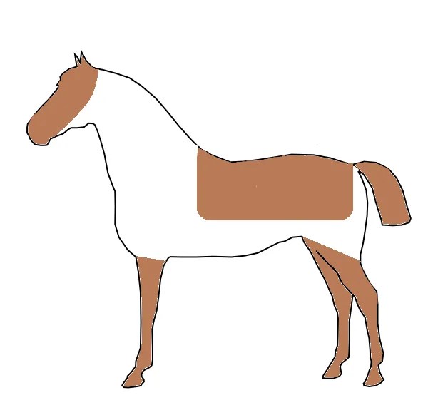 The Different Types Of Horse Clip Everything Horse