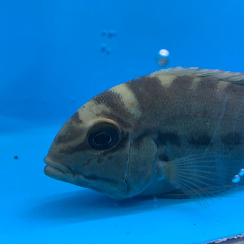 True Parrot Cichlid For Sale Exotic Fish Shop 774 400 4598