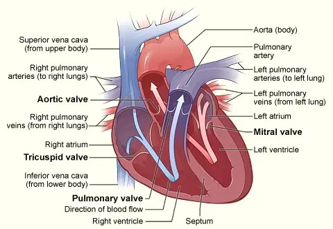 Heart Valves Structure Function And Diseases