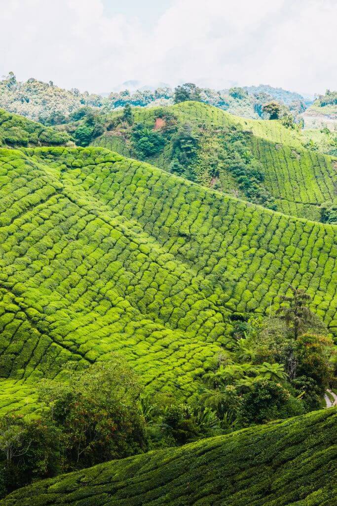 CameronHighlands34 CameronHighlands34