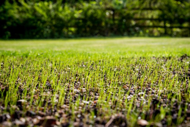 Will Grass Seed Grow if Not Covered by Soil or Mulch? - Lawn Chick (4) Will Grass Seed Grow if Not Covered by Soil or Mulch? - Lawn Chick (4)