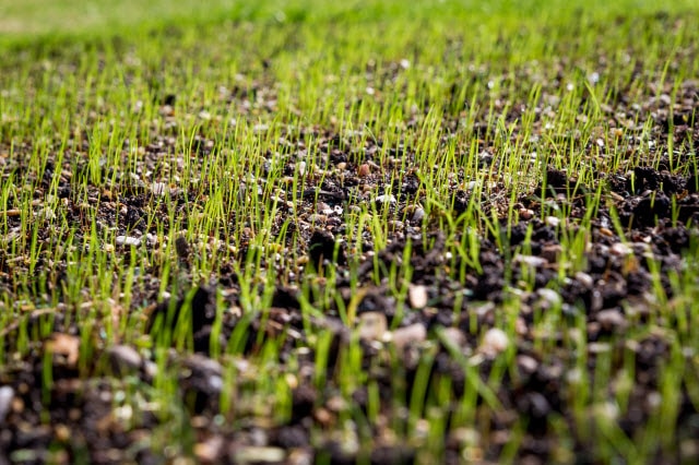Will Grass Seed Grow if Not Covered by Soil or Mulch? - Lawn Chick (1) Will Grass Seed Grow if Not Covered by Soil or Mulch? - Lawn Chick (1)