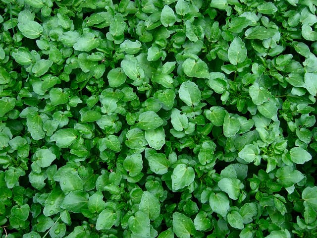11 Vegetables that Grow in Shallow Containers - Gardening Channel (14) 11 Vegetables that Grow in Shallow Containers - Gardening Channel (14)
