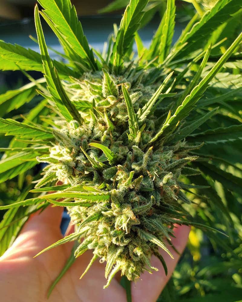 A hand holding a cannabis cola or flower that is hanging downwards due to the weight of the branch. The trichomes are visible in the sun and most of the pistols have turned brownish orange aside from a few that are still white.
