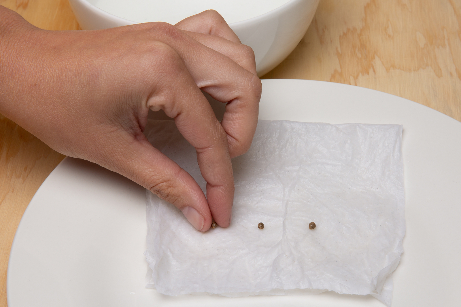 Click to see a larger version of the image germinating cannabis seeds with paper towel