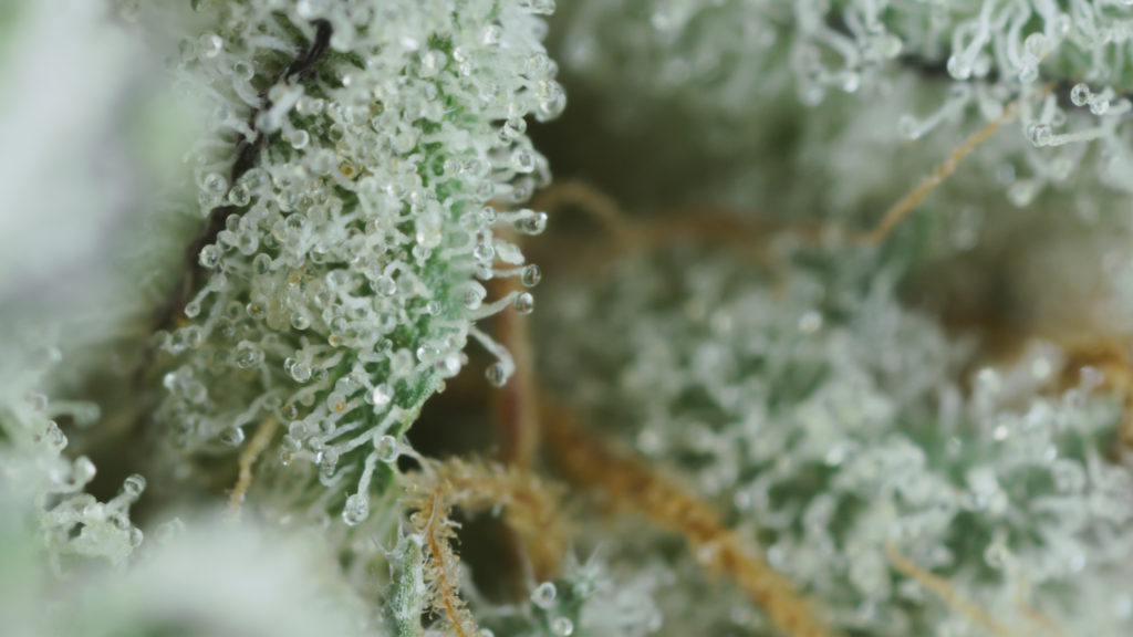 Click to see a larger version of the image Trichomes