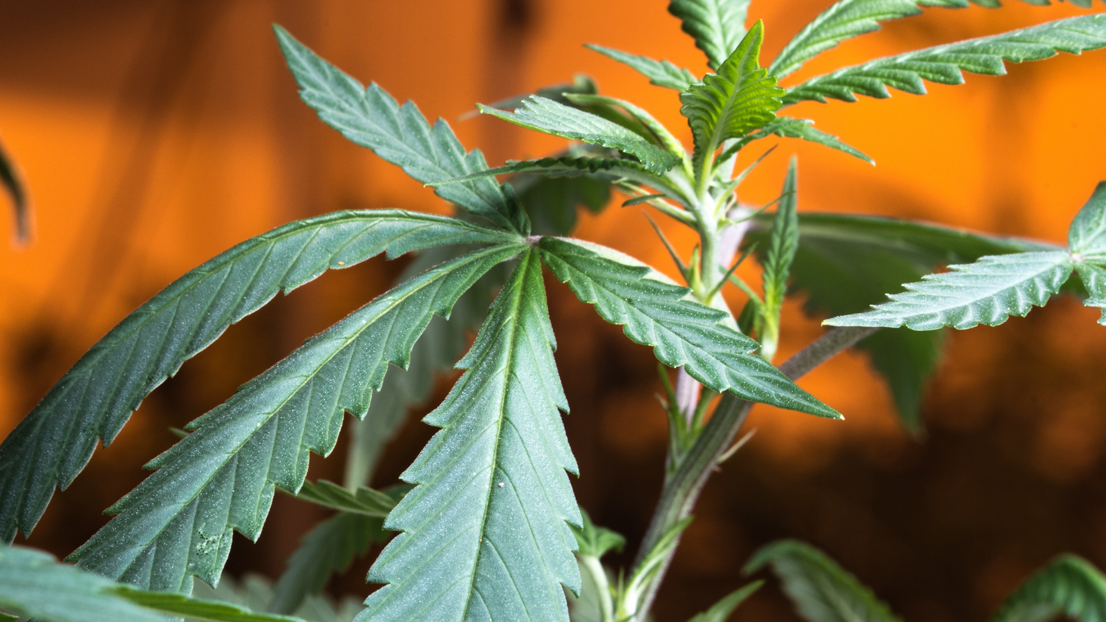 Click to see a larger version of the image blue dream cannabis plant