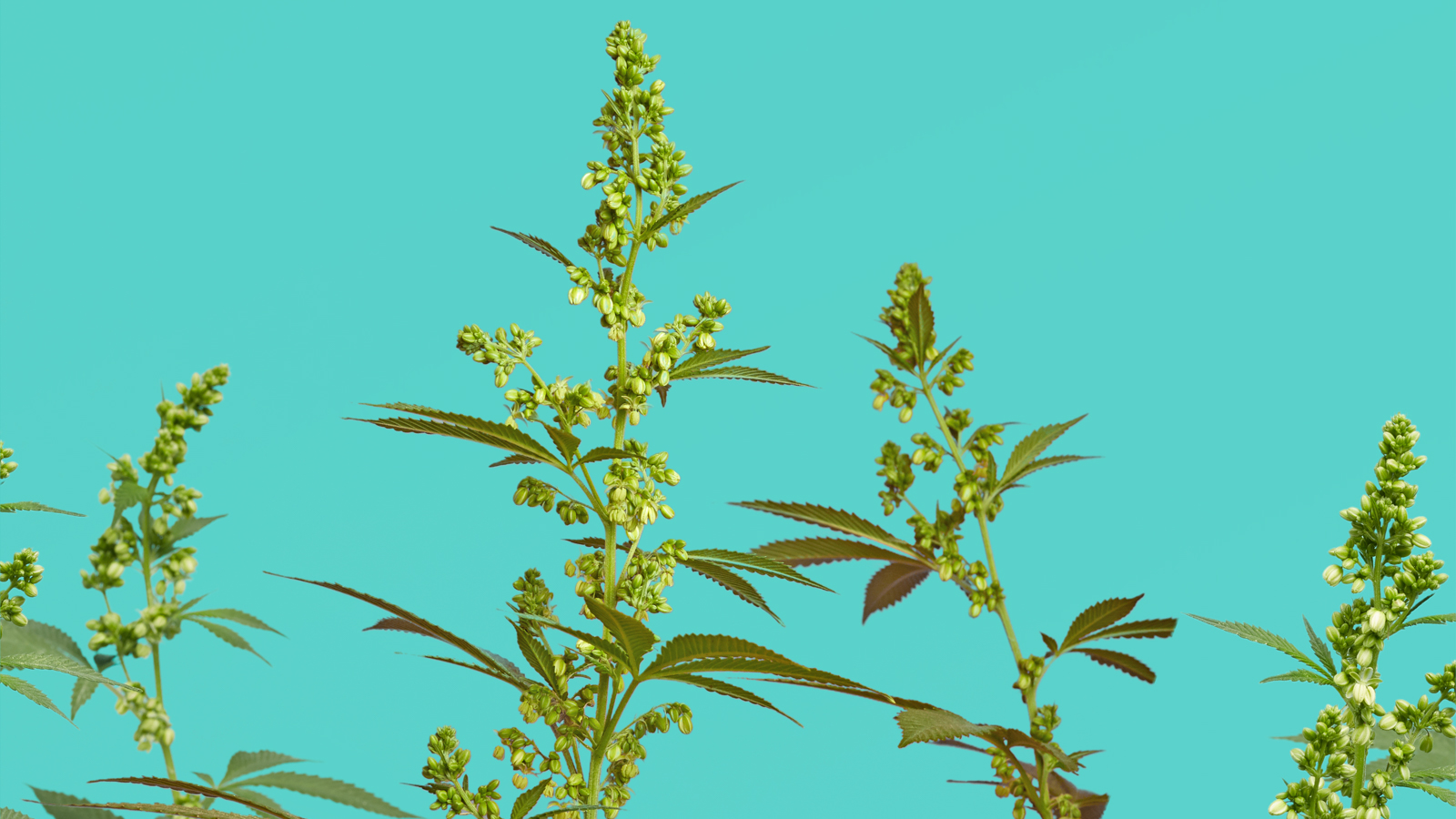 Click to see a larger version of the image male cannabis plant