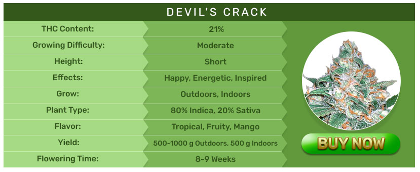 Crop King Seeds - Devil_s Crack