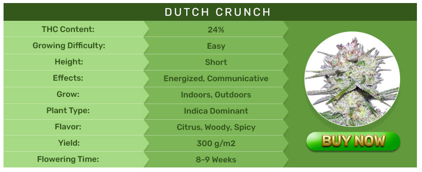 Crop King Seeds - Dutch Crunch