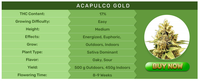Rocket Seeds - Acapulco Gold