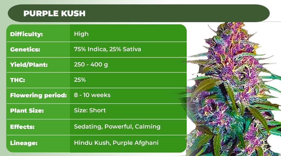 Purple Kush (Crop King Seeds)