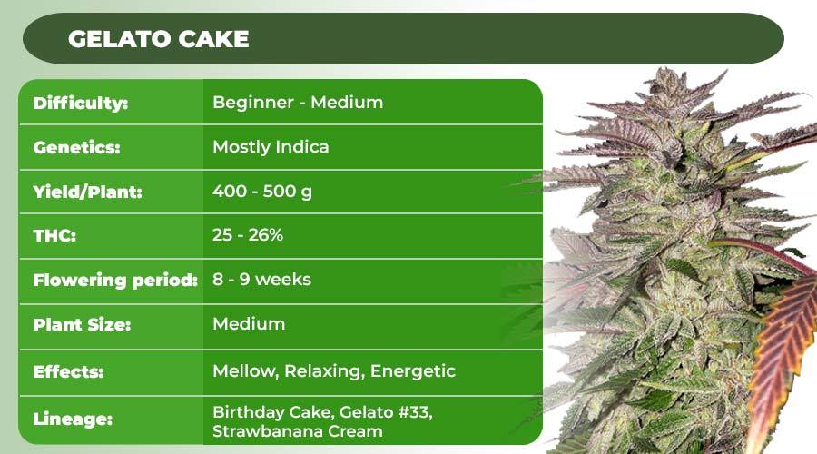 Gelato Cake (Seedsman)