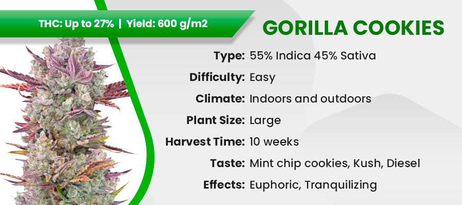 Gorilla Cookies (Herbies) - Most Potent Autoflower Strain (Strongest)