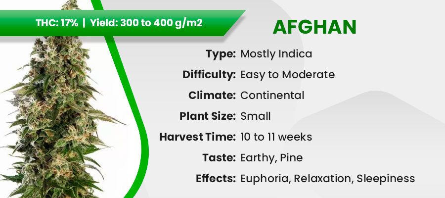 Afghan (Crop King Seeds) - Best Autoflowering Seeds for Better Sleep