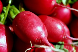 big fat red radishes