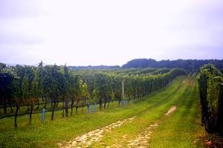 vineyard rain