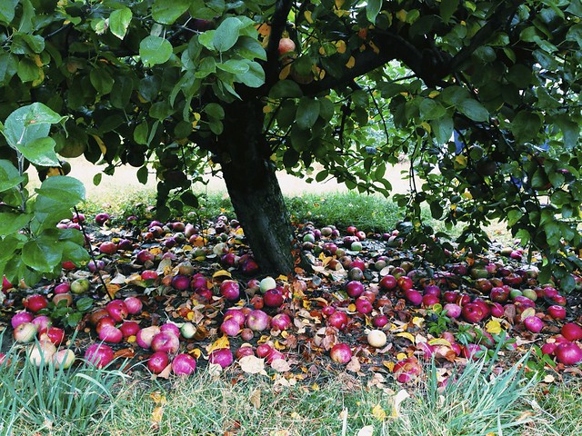 the galas had a bad year