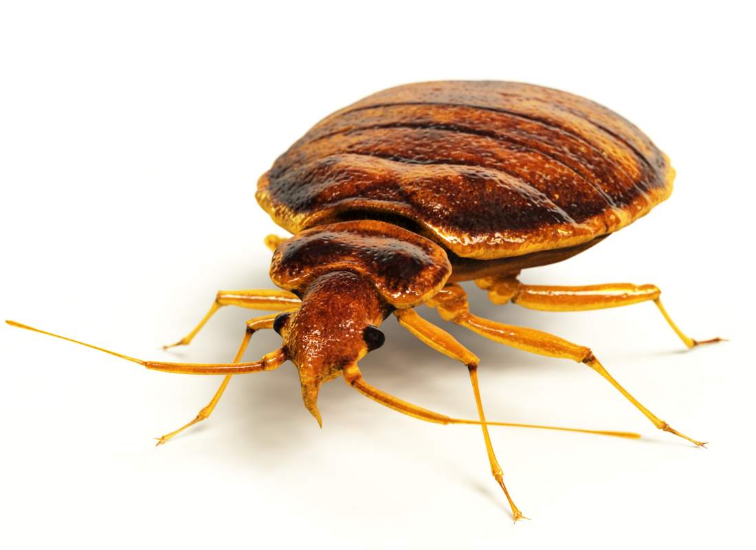 Comment Se Debarrasser Naturellement Des Punaises De Lit