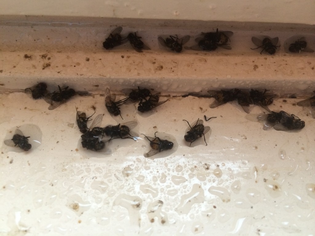 Comment Trouver Le Nid Des Moucherons