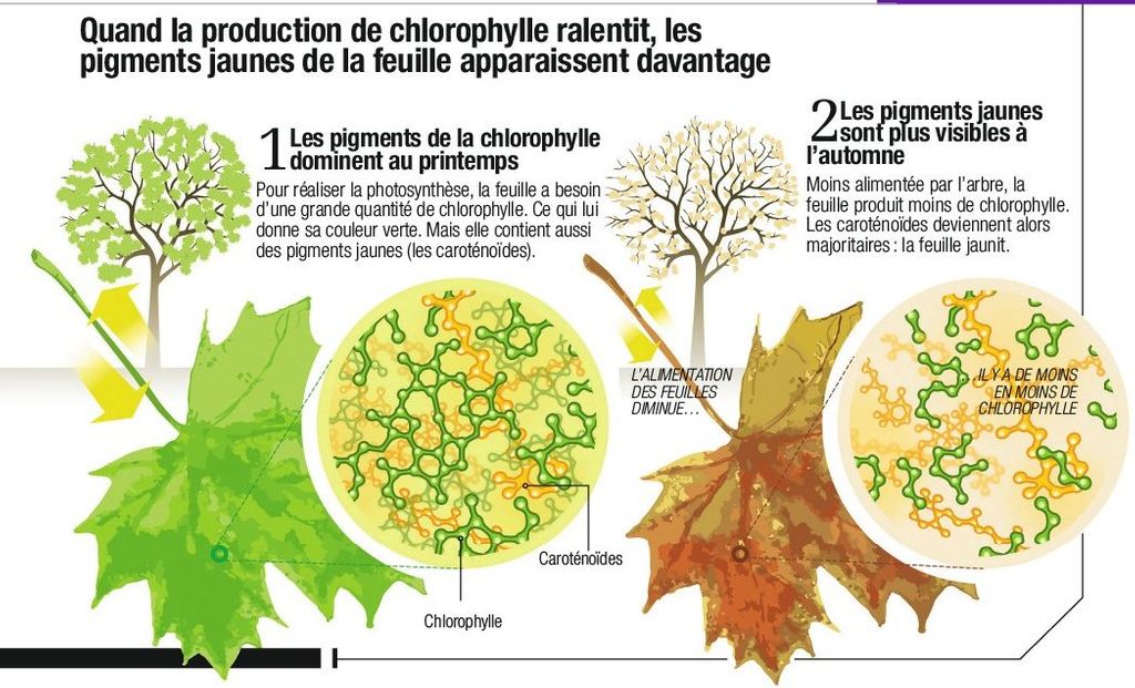 Pourquoi Les Feuilles De La Bignone Jaunissent