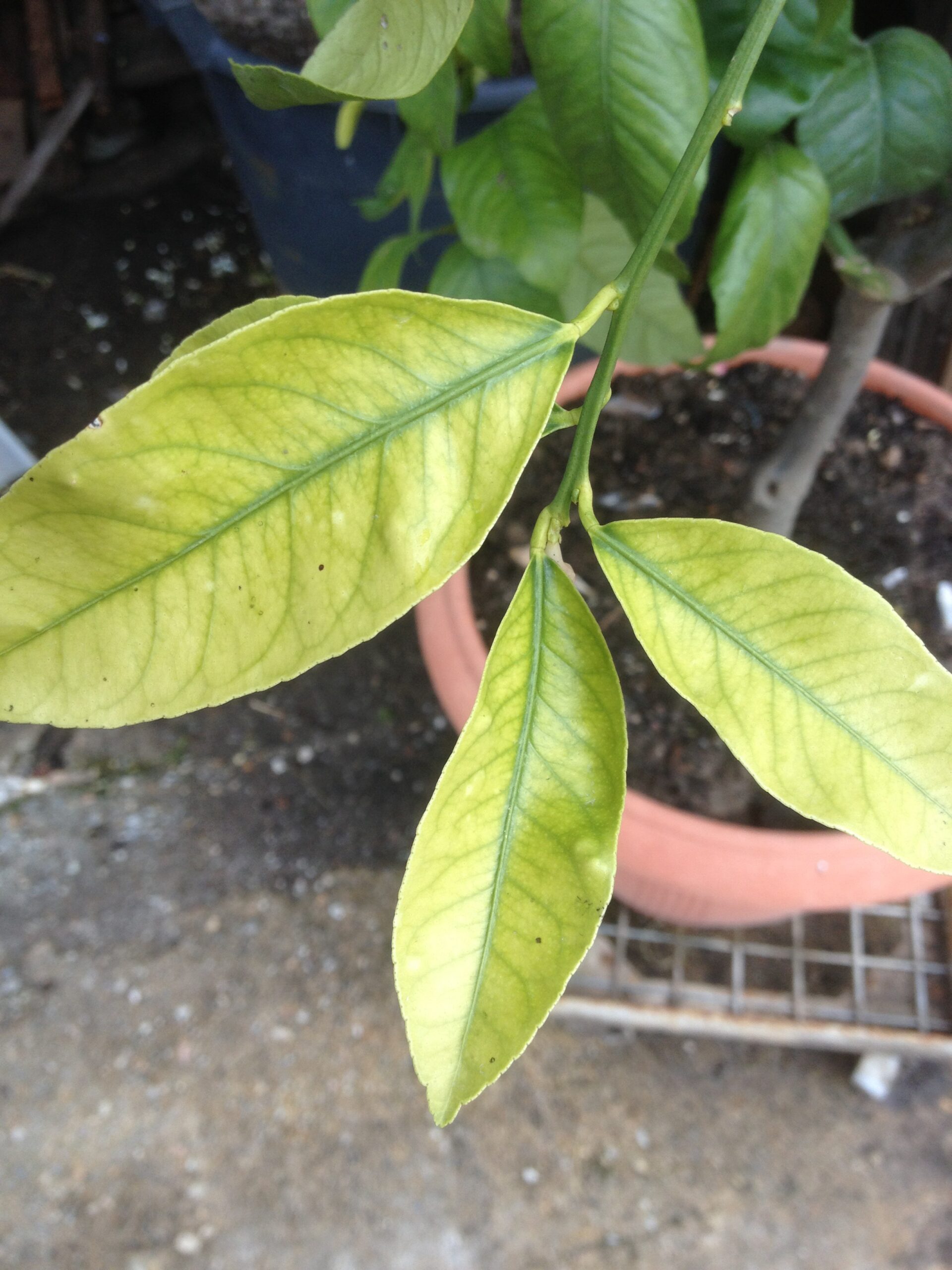 Pourquoi Les Feuilles De Mon Citronnier Tombent
