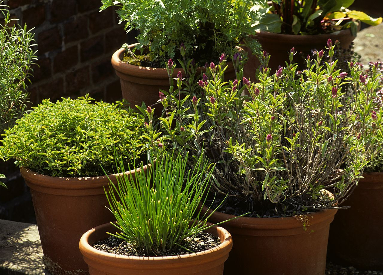 Quelles Sont Les Plantes Aromatiques Vivaces