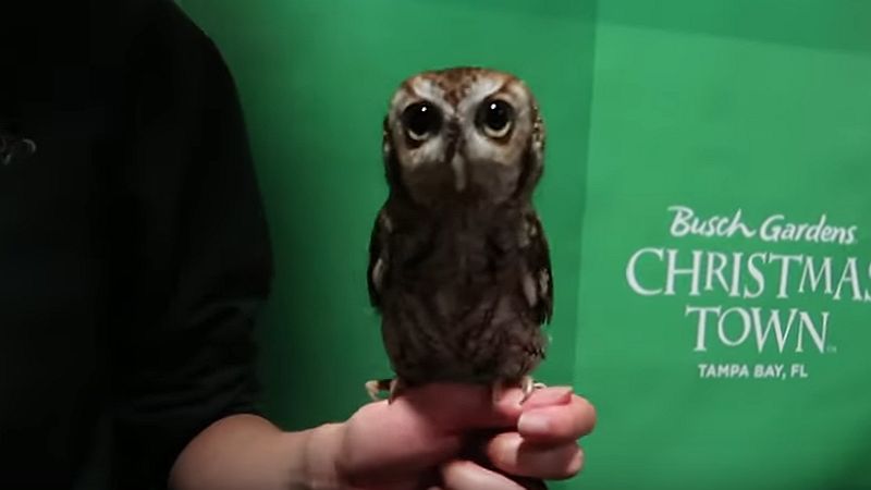bg xmas town owl header