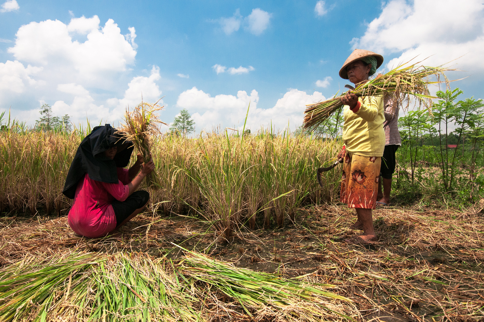 Komitmen Global Untuk Kesetaraan Gender Dalam Aksi Iklim Terus Meningkat Cifor Forests News