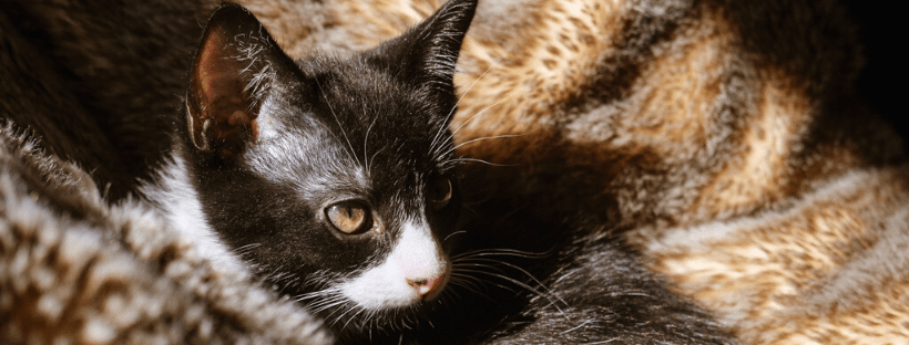 Adopter Un Chaton En Appartement Tout Ce Que Vous Devez Savoir