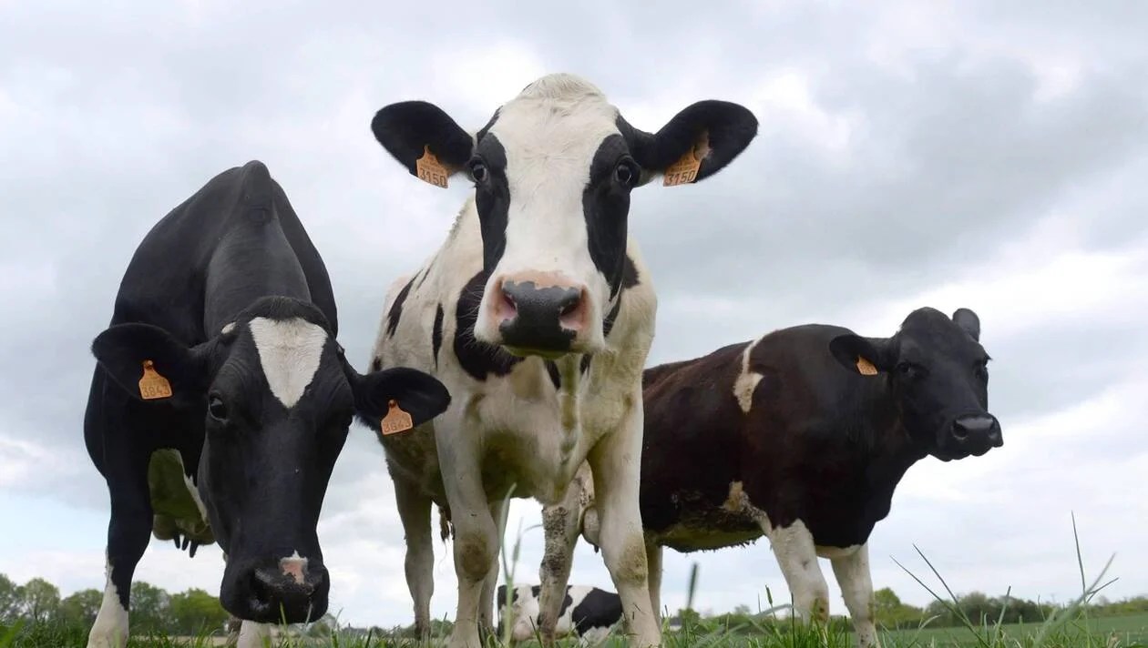 La Maladie De La Vache Folle Francais Meme