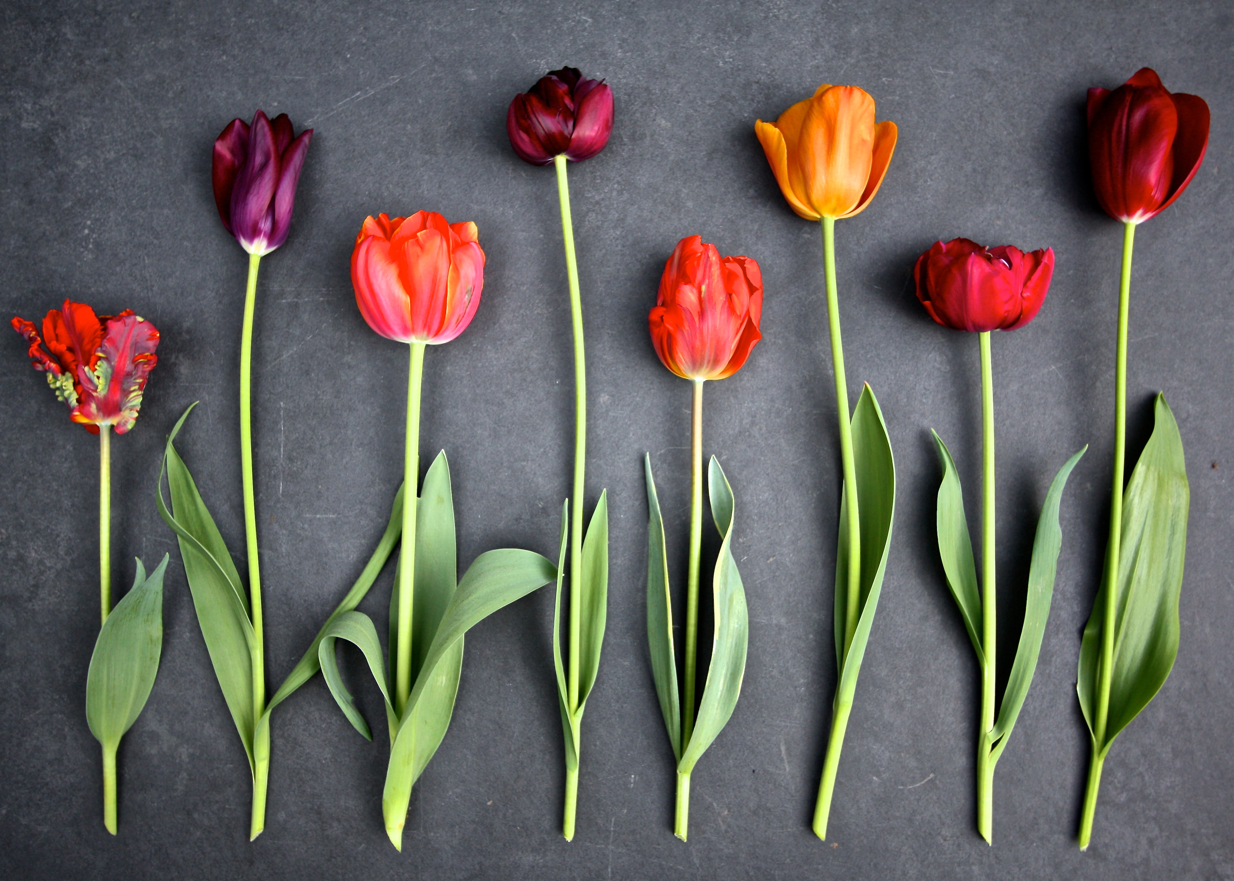 When Is Too Late To Plant Spring Bulbs The Frustrated Gardener