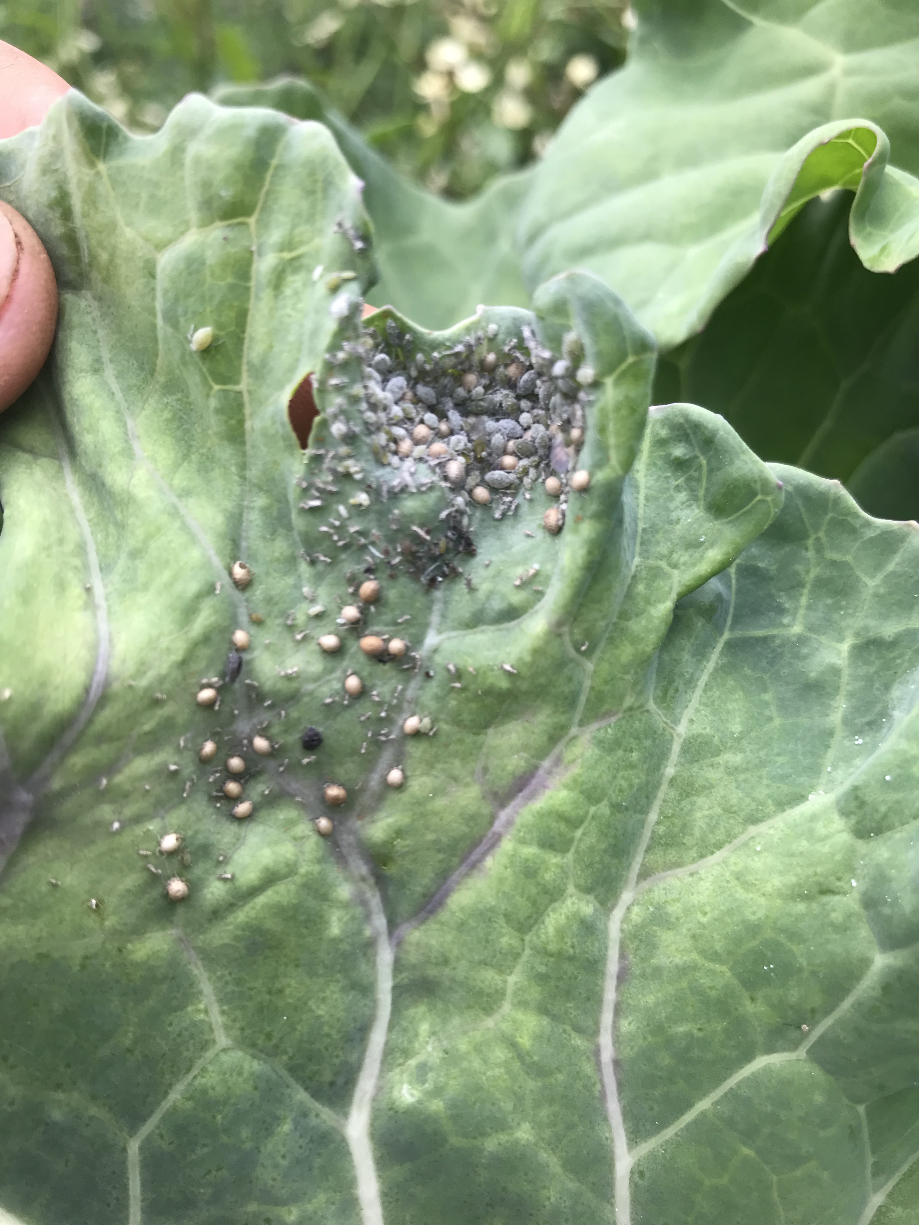 Holy Aphids Full Circle Farm