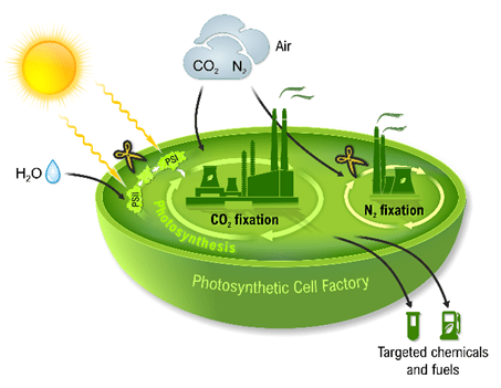 Photosynthesis The Key To A Sustainable Future Futuroleaf