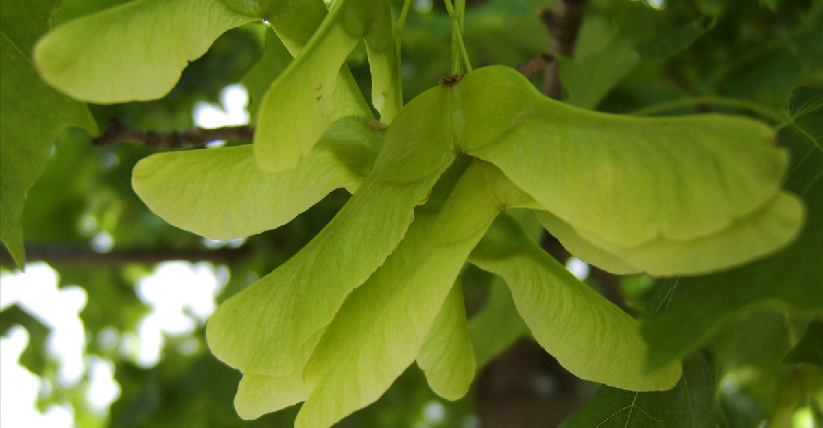 How To Plant Maple Trees From Seed