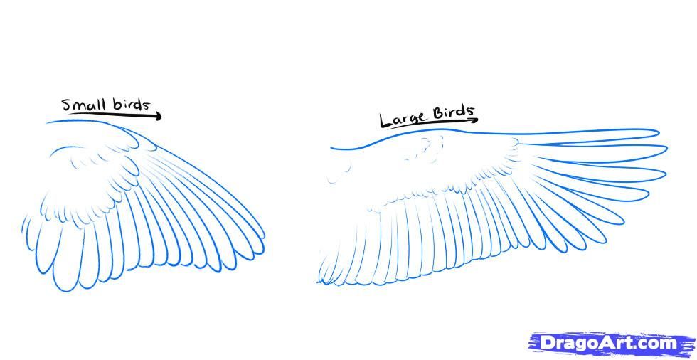Bird Wing Drawing At Getdrawings Free Download