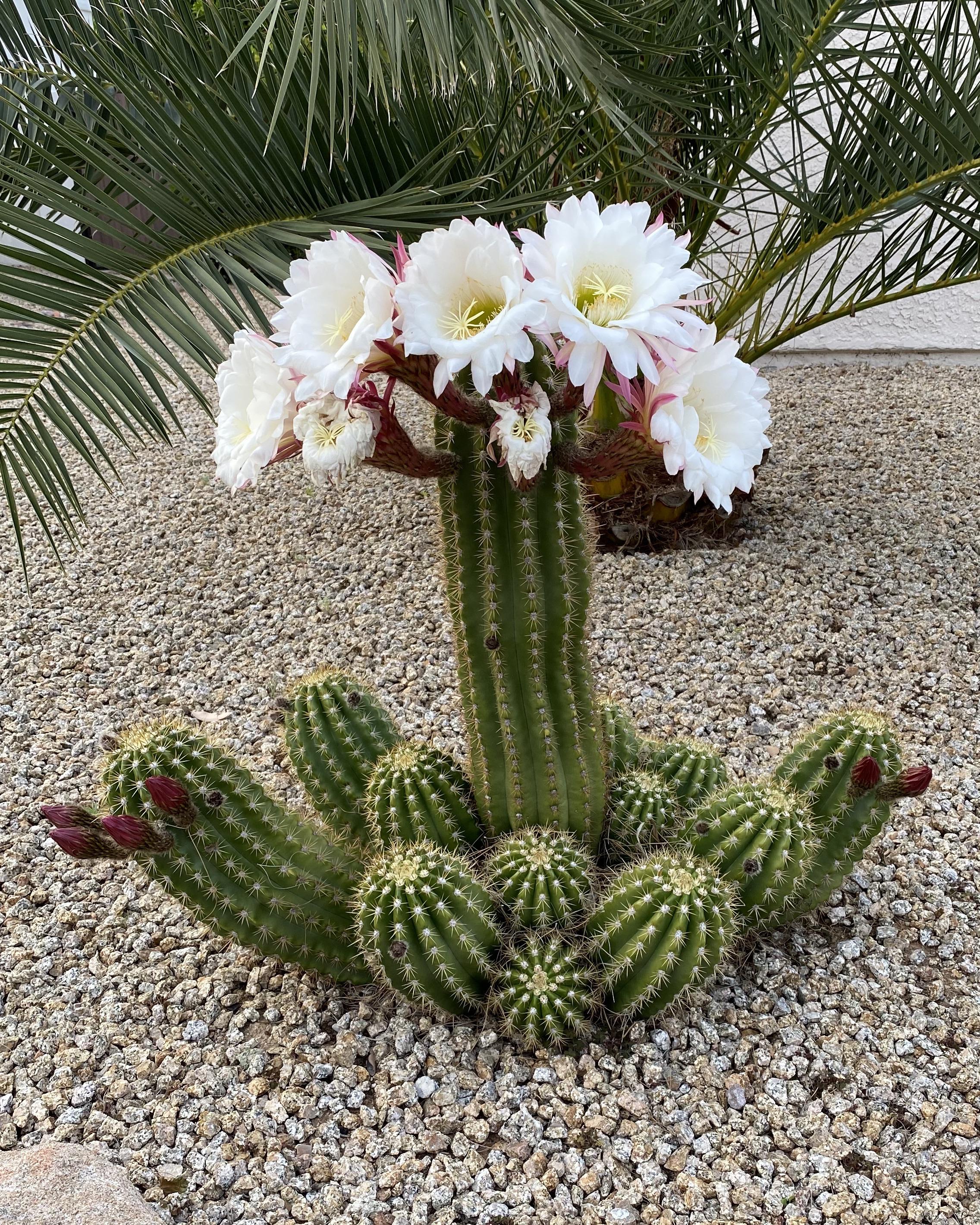Cactus Flowers 15 Magnificent Varieties For Your Garden Getrather Com