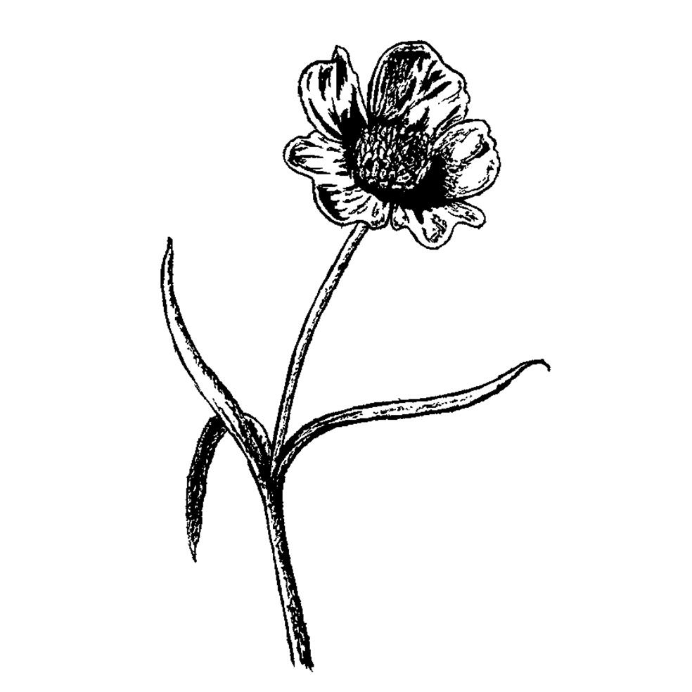 Meadow Buttercup compress