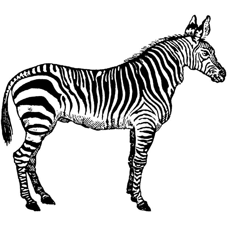 Zebra copy 1 compress