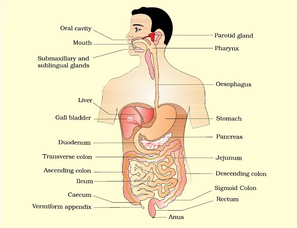 Alimentary Canal Of Man Or Digestive Tract Important