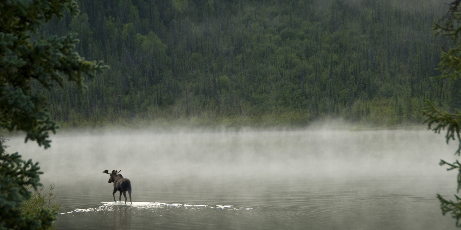 Moose in Iniakuk Lake